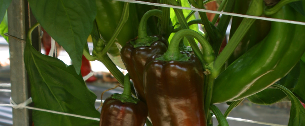 UNA NOVITÀ ESCLUSIVA VALFRUTTA<br />100% ITALIANO