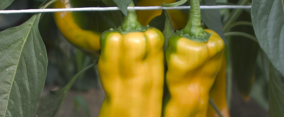 BUCCIA SOTTILE, POLPA SODA,<br />DOLCE E CON POCHI SEMI